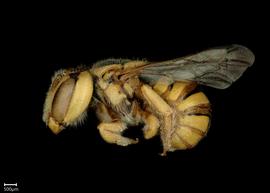   Pseudoanthidium byinskiinbsp; female lateral habitus, photo: Chelsey Ritner 
